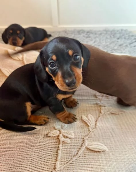 Cucciolo bassotto | Foto 1