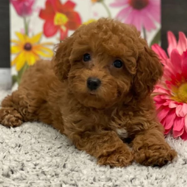 Barboncino Toy (cuccioli maschio e femmina)