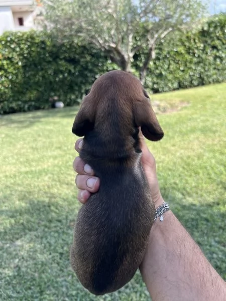 Bassotto nano marrone fulvo 