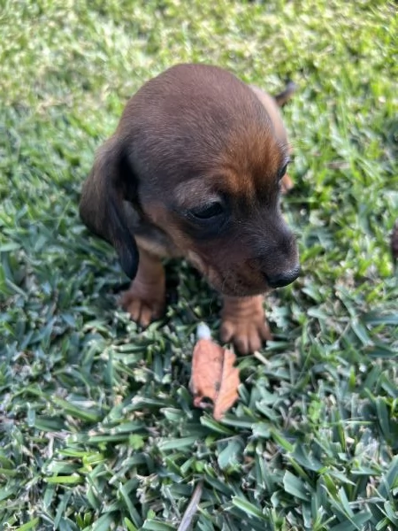 Bassotto nano marrone fulvo  | Foto 5