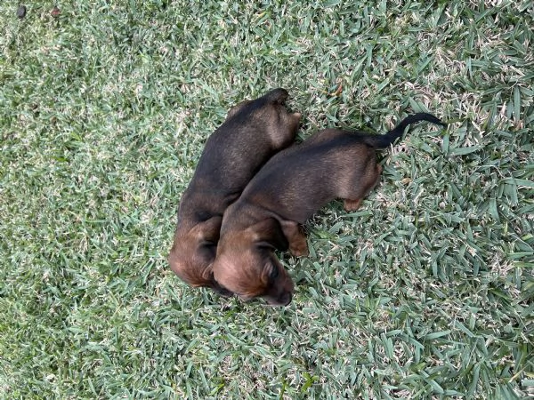 Bassotto nano marrone fulvo  | Foto 3