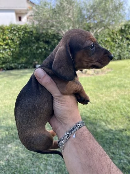 Bassotto nano marrone fulvo  | Foto 2