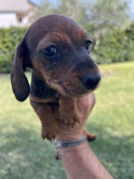 Bassotto nano marrone fulvo  | Foto 1