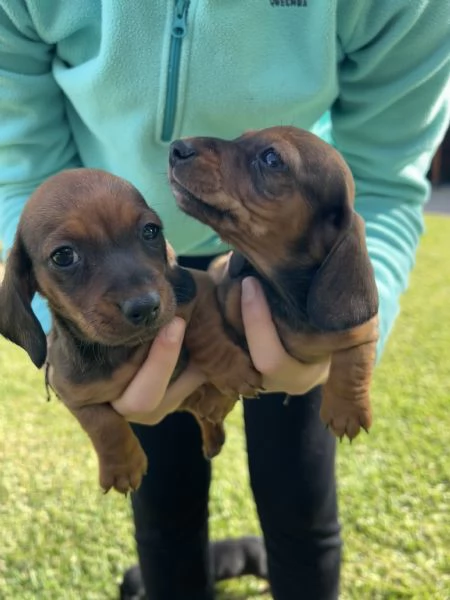 Bassotto nano marrone fulvo  | Foto 0