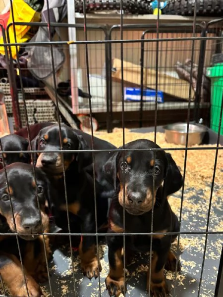 Cuccioli doberman 