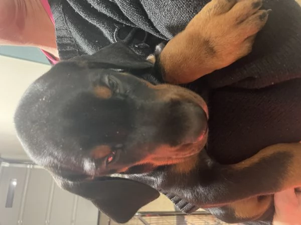 Cuccioli doberman  | Foto 5