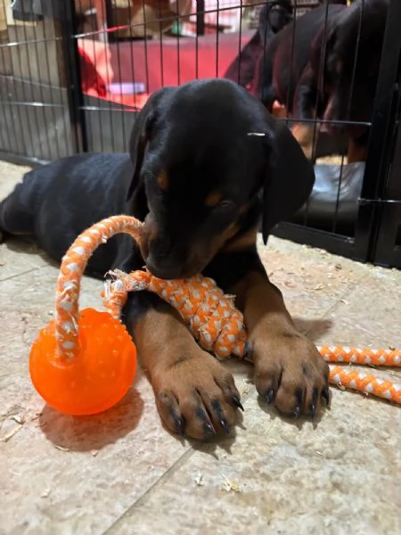 Cuccioli doberman  | Foto 3