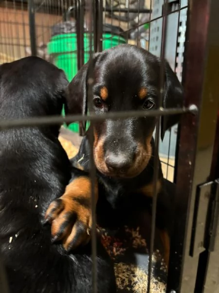 Cuccioli doberman  | Foto 2