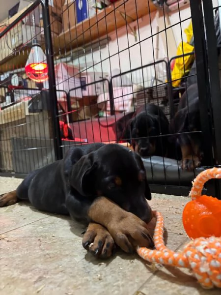 Cuccioli doberman  | Foto 0