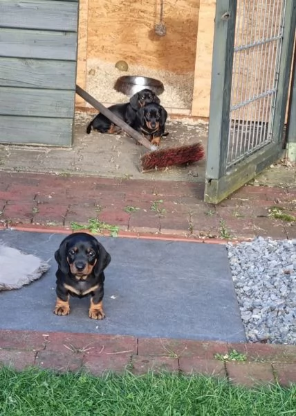 Cuccioli di Bassotto Nano in cerca di una casa per sempre! | Foto 3