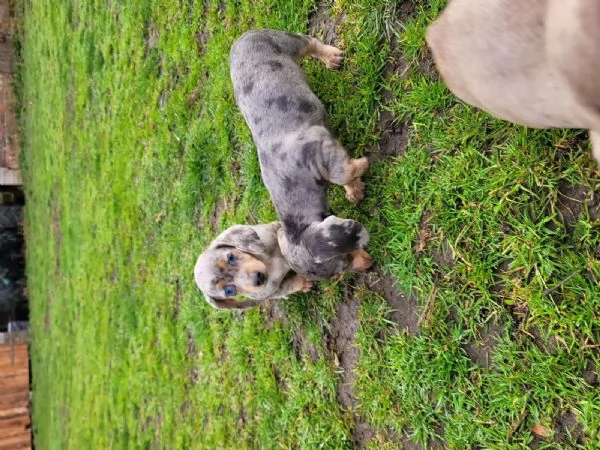 Cuccioli di Bassotto Nano in cerca di una casa per sempre!