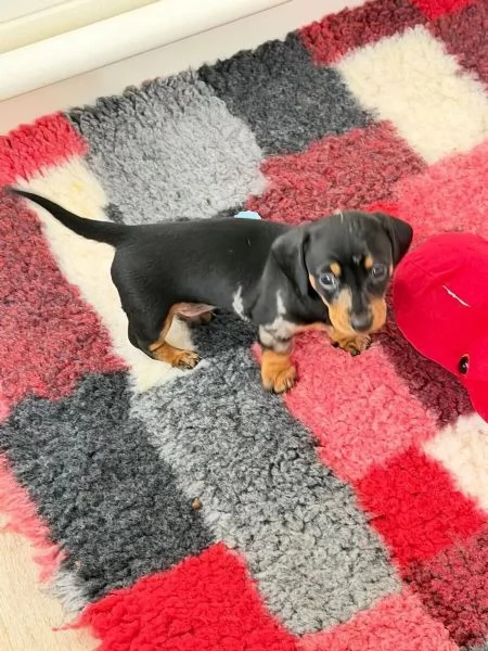 Tre bellissimi cuccioli di bassotto di un colore speciale cercano una famiglia fantastica. | Foto 5