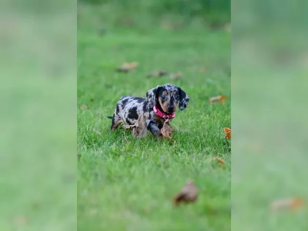 Tre bellissimi cuccioli di bassotto di un colore speciale cercano una famiglia fantastica. | Foto 2