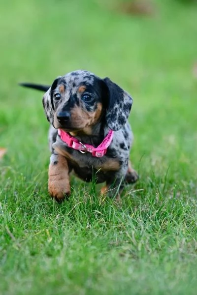 Tre bellissimi cuccioli di bassotto di un colore speciale cercano una famiglia fantastica. | Foto 0