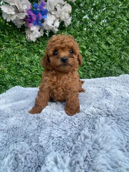Cuccioli di Barboncino Toy di razza pura, color mogano scuro, con pedigree, pronti per le loro nuove