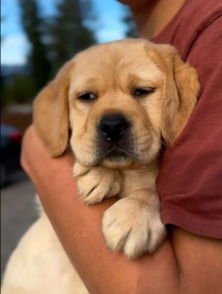 Cuccioli Labrador Retriver con pedigree | Foto 2
