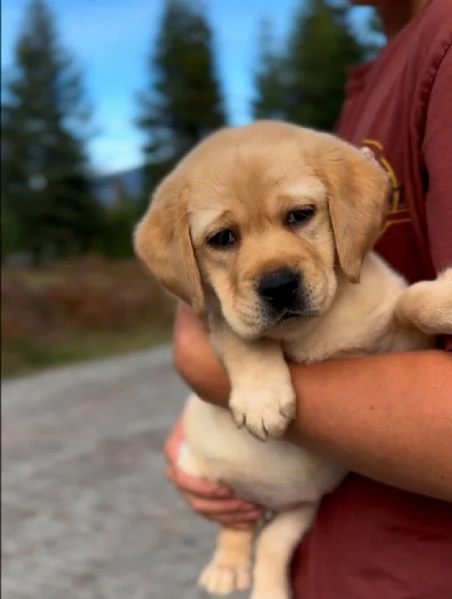 Cuccioli Labrador Retriver con pedigree | Foto 1