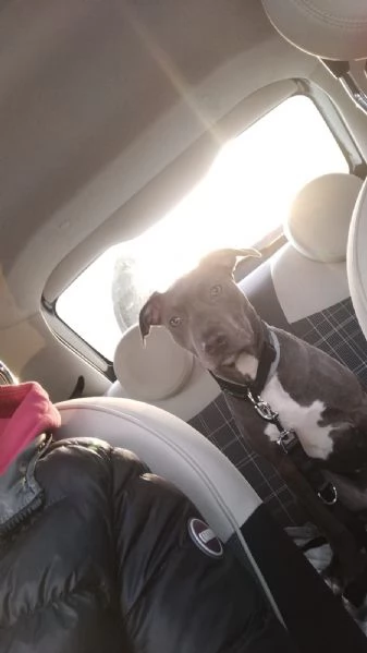 Regalo cucciola di amstaff  | Foto 3