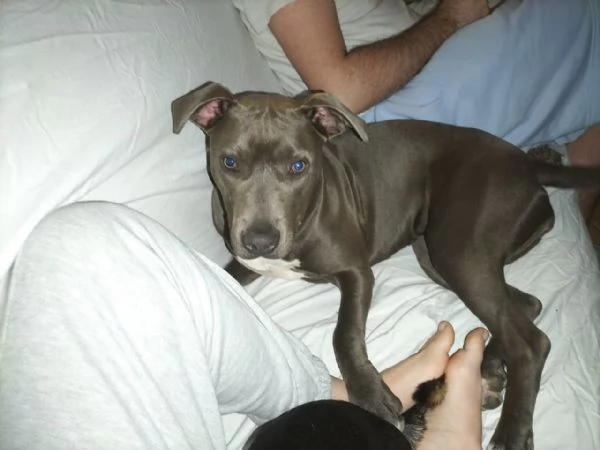 Regalo cucciola di amstaff  | Foto 2