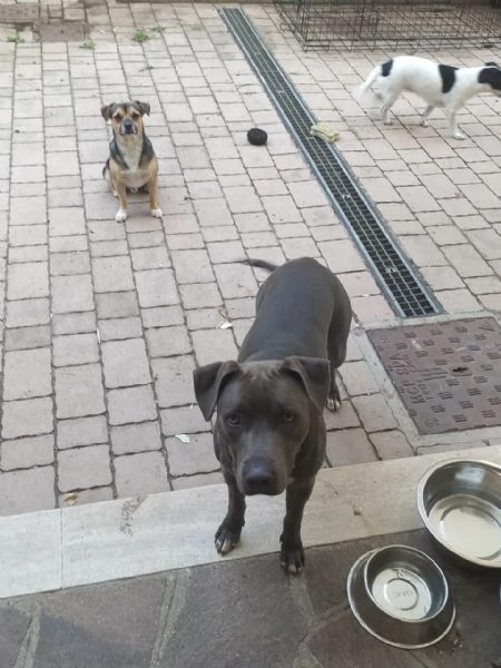 Regalo cucciola di amstaff  | Foto 0