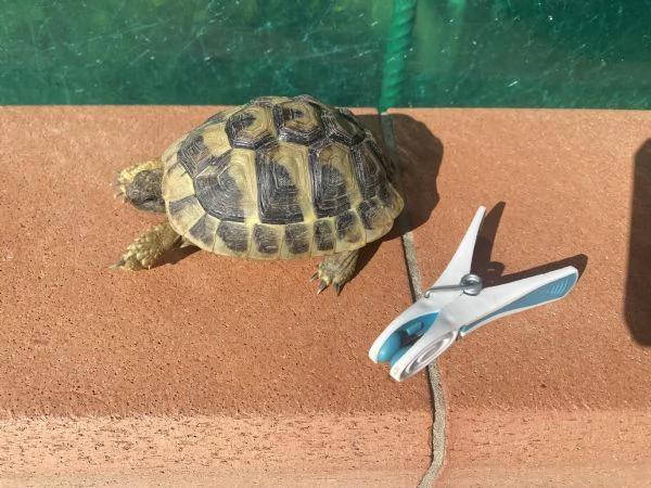 Tartarughe testudo Hermanni Boettgeri  | Foto 4