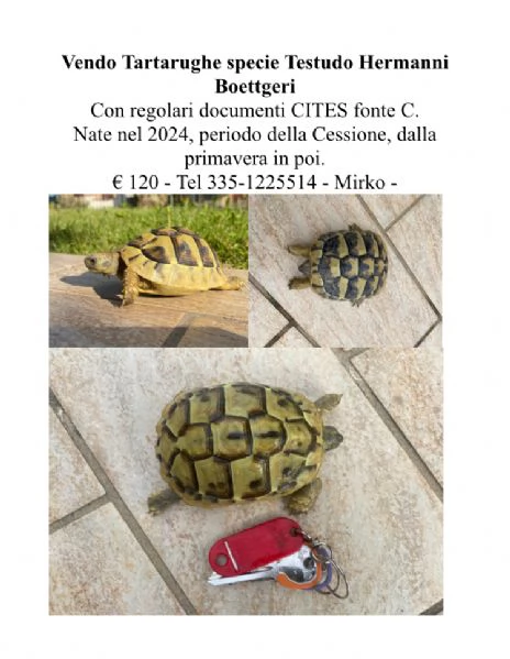 Tartarughe testudo Hermanni Boettgeri  | Foto 3