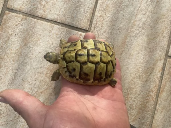 Tartarughe testudo Hermanni Boettgeri  | Foto 2