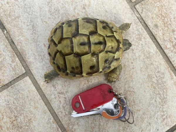 Tartarughe testudo Hermanni Boettgeri  | Foto 1