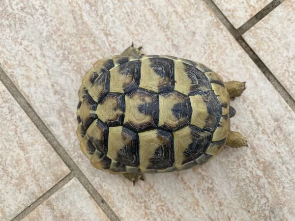 Tartarughe testudo Hermanni Boettgeri  | Foto 0