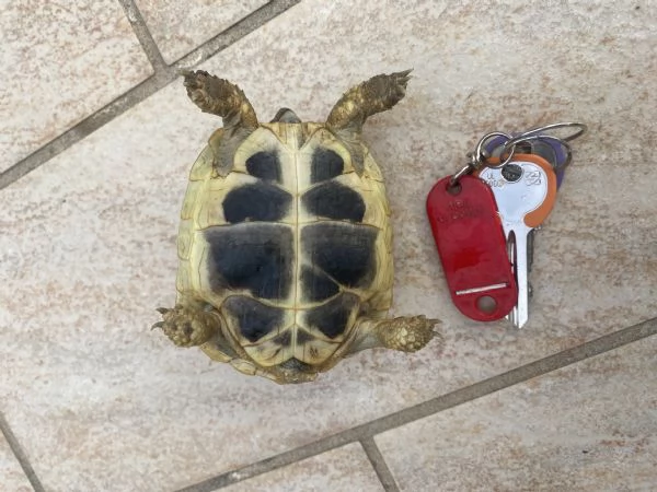 Tartarughe THB | Foto 3