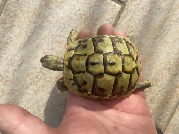 Tartarughe THB | Foto 2