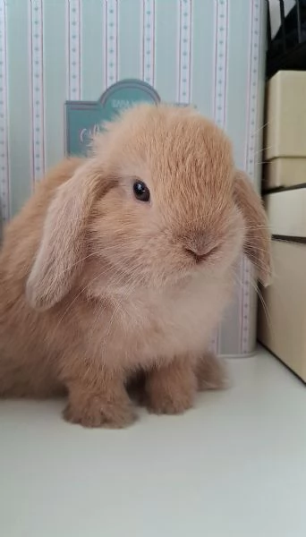 Cuccioli Ariete nano minilop  | Foto 2