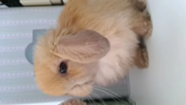 Cuccioli Ariete nano minilop  | Foto 0