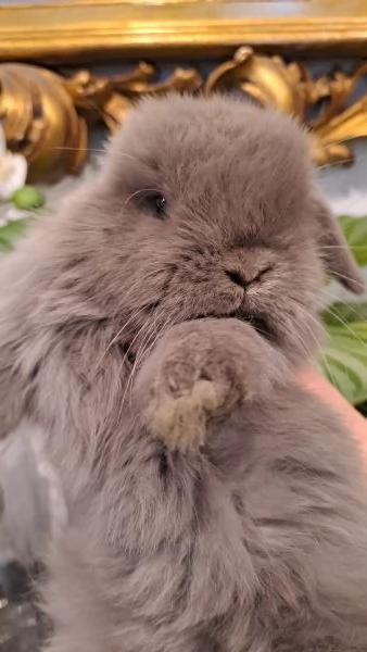 ARIETE NANO MINILOP | Foto 1