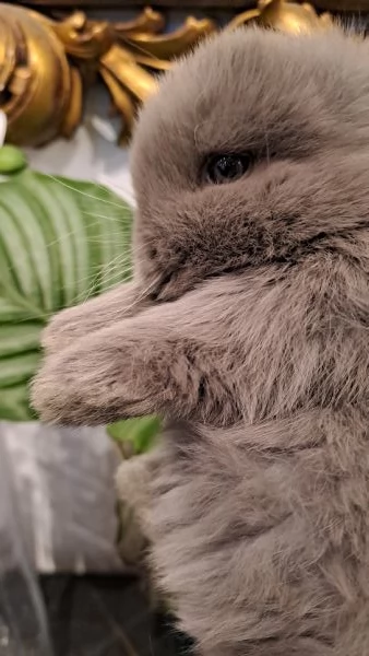 ARIETE NANO MINILOP | Foto 0