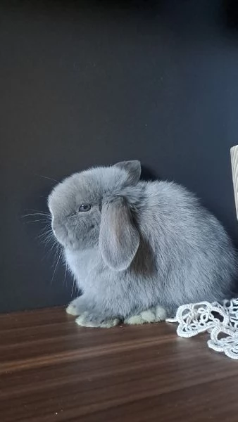 Ariete nano minilop | Foto 0