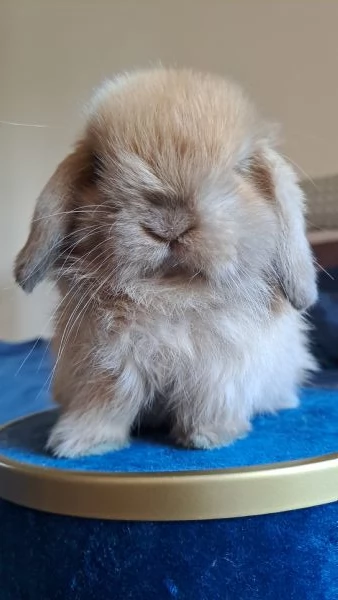 Cuccioli Ariete Nano Minilop