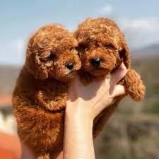 Regalo Cuccioli di toy barboncino  in adozione.