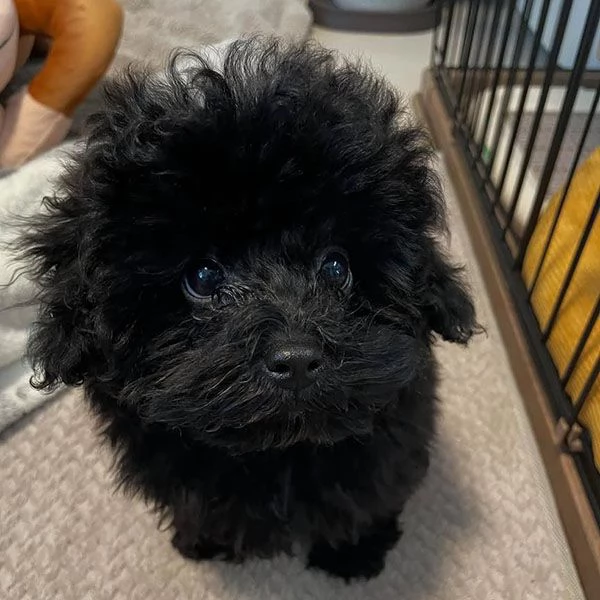 Regalo cuccioli di barboncino adatti ai bambini.