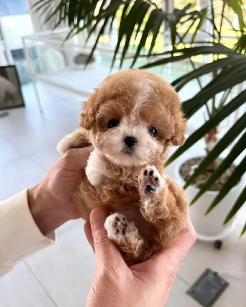 Regalo barboncino rosso.