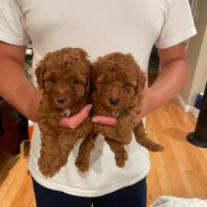 Regalo cuccioli di barboncino maschio e femmina.