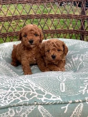 Regalo adorabili barboncini maschio e femmina.