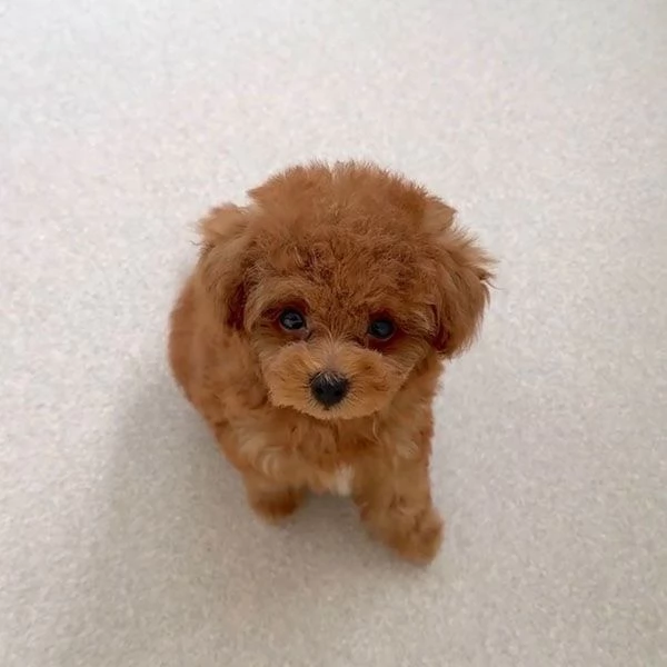 Regalo adorabili cuccioli di barboncino.