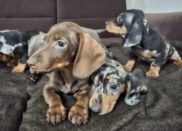 Bellissimi cuccioli di coniglio-bassotto cercano una nuova casa! | Foto 2