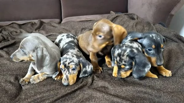 Bellissimi cuccioli di coniglio-bassotto cercano una nuova casa! | Foto 1