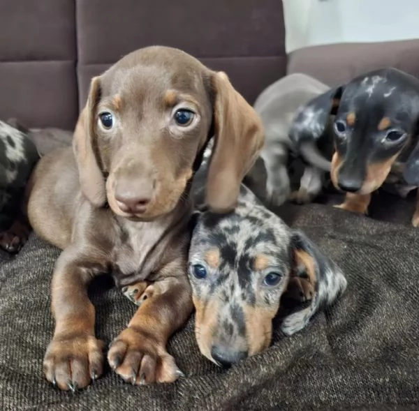 Bellissimi cuccioli di coniglio-bassotto cercano una nuova casa! | Foto 0