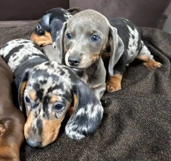 Bellissimi cuccioli di coniglio-bassotto cercano una nuova casa!
