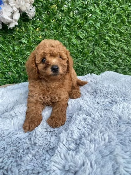 Bellissimi cuccioli di barboncino toy/toy | Foto 1
