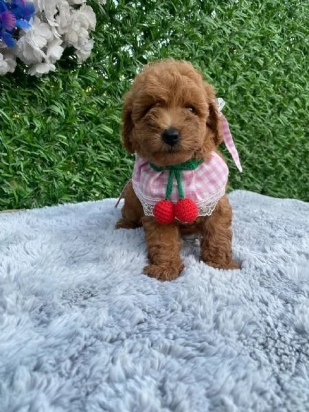 Bellissimi cuccioli di barboncino toy/toy | Foto 0