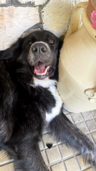 Regalo cane taglia grande  | Foto 1